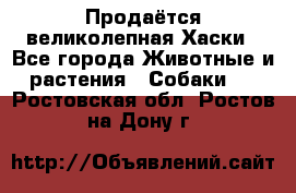 Продаётся великолепная Хаски - Все города Животные и растения » Собаки   . Ростовская обл.,Ростов-на-Дону г.